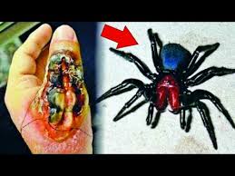 Resultado de imagem para aranha mais perigosa do mundo