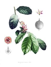 Image result for Pentadiplandra brazzeana