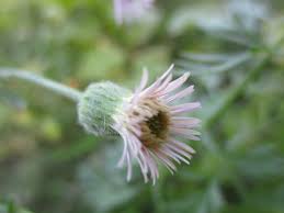 Image result for Vernonia amblyolepis