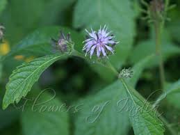 Image result for Vernonia anthelmintica