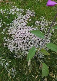 Review of flowers by june borrowdale. Stonecrop English English Stonecrop Wild Flower Finder
