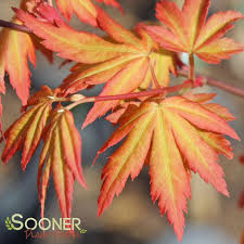 Image result for Acer palmatum `Orange Dream`