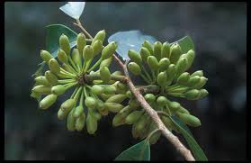 Image result for Huberantha mossambicensis