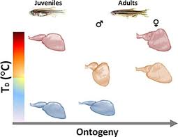 Mas (título) (subtítulo) el término reptil viene de la palabra reptor. 3d Heart Morphological Changes In Response To Developmental Temperature In Zebrafish More Than Ventricle Roundness Journal Of Morphology X Mol