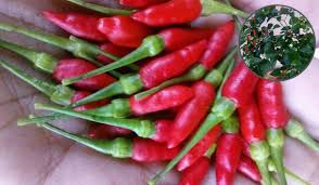 Namun begitu, jika anda baru nak bermula berkebun di rumah, saya tidak sarankan mula dengan cili. Tanam Cili Satu Pokok Pun Cukup Buahnya Memang Lebat Ni Caranya Keluarga