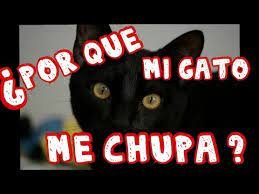 Por Que Mi Gato Me Chupa Fauna Indoor Youtube