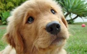 Este recomandat ca în primele 6 luni. Varsta Reala A Cainilor Calculata Printr Un Algoritm Complex Cati Ani Are De Fapt Prietenul Tau Stirileprotv Ro