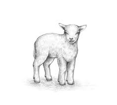 ♥︎ tekenen voor beginners | hoe teken je een #schaap? Lammetje Tekenen Makkelijk Hoe Teken Je Een Schaap Makkelijk How To Draw A Sheep Youtube Hoe Teken Je Een Makkelijk Kat