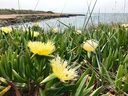 Image result for Carpobrotus