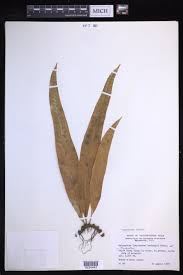 Image result for Lepisorus