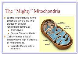 T o g e t h e r cellular respiration is an: Cellular Respiration Chapter 9 Aerobic Respiration Equation C