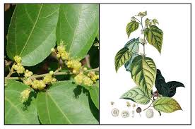 Image result for Guazuma