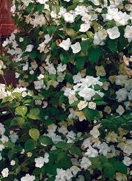 Check spelling or type a new query. 10 Fragrant Flowers For Your Garden Garden Gate