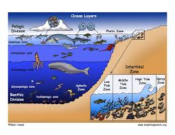 Oceanic provinces and zones nerltic oceanic pelagic epipelagic photic 200mm subitoral aspotic mopologie bathyal aptotic a. Gambar Zonasi Laut Nusagates