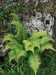 Image result for Ctenitis cirrhosa