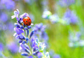 Do boxelder bugs eat garden plants. Overwintering Pests Boxelder Bugs And Ladybugs Winter Pest Prevention
