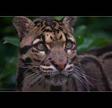 Clouded Leopard Clouded Leopard Cat And Cloud Cute Baby Animals