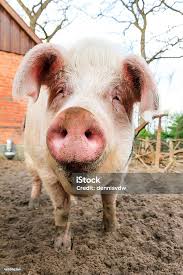 Risultati immagini per porco