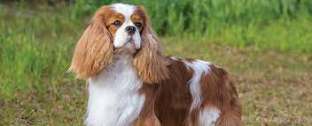 Your walls are a reflection of your personality, so let them speak with your favorite quotes, art, or designs printed on our cavalier king charles spaniel dog fashion illustration. Cavalier King Charles Spaniel Dog Breed Profile Petfinder