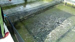 Budidaya Lele Sistem Keramba Lebih Menjajikan Youtube