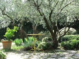 Le Jardin Provencaux De Pierre Berge Par Michel Semini Mediterranean Garden Design Provence Garden Mediterranean Garden