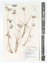 Image result for Fimbristylis quinquangularis