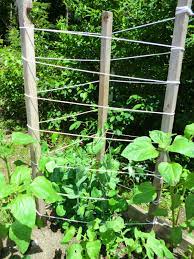 How to grow pole beans? Simple Pole Bean Trellis Thriftyfun