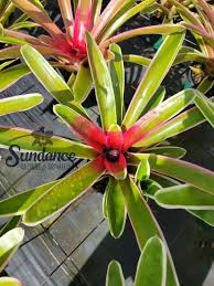 Image result for Nervilia petraea