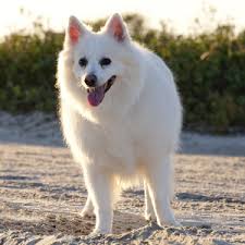 Maybe you would like to learn more about one of these? American Eskimo Dog Wisdom Panel German