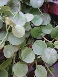 Image result for Cissus welwitschii