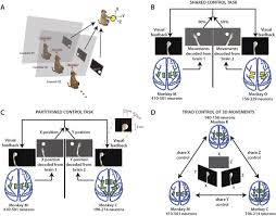 The player who catches banana joe gets a bonus! Computing Arm Movements With A Monkey Brainet Scientific Reports