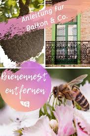 Bienennest Entfernen Anleitung Fur Rollladenkasten Balkon Co Gartendialog De Bienen Nestchen Insekten