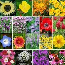 *always verify chill hours and usda growing zones match your circumstances before purchase.** apples are not self pollinating so you will need a cross pollinator for your tree. The Bee S Knees Pollinator Wildflower Seed Mix