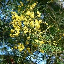Image result for Acacia decurrens