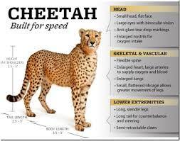 Image Result For Fastest Animal In The World Cheetah Facts For Kids Cheetah Animals