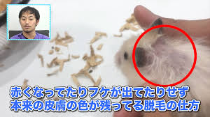 WOLVES HAND動物病院グループ