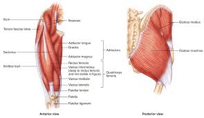 Muscles adapted for loaded versus unloaded actions. Lower Limb Muscles Anatomy Anatomy Drawing Diagram