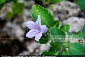 Image result for Ruellia patula