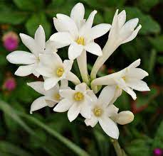 Tuberose Facts And Health Benefits