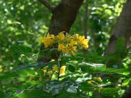 Image result for Senna sophera