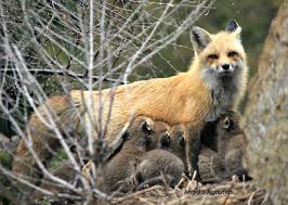 Sous l'effet d'un élevage sélectif, ces nouveaux renards sont devenus plus dociles et ont développé des traits typiquement canins. Une Famille De Renards Roux Au Jardin Botanique De Montreal Blogue Espace Pour La Vie