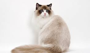 ragdoll ragdoll cat siamese cats facts cat facts