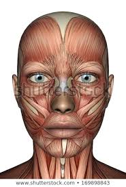 We did not find results for: 3d Female Face With Muscle Map Stock Photo C Valentyna Chukhlyebova 6822231 Stockfresh
