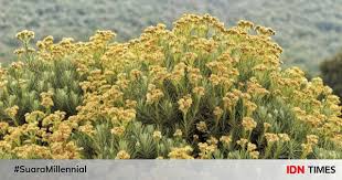 Maybe you would like to learn more about one of these? 14 Fakta Anaphalis Javanica Si Bunga Edelweis Simbol Cinta Abadi