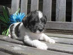 Schnoodles Ontario Schnoodle Puppies For Sale Breeders Schnoodle Schnoodle Puppies For Sale Schnoodle Puppy