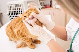 Cats protection has shelters local to you all over the country. The Cat Specialist Veterinary Clinic Llc The Cat Vet