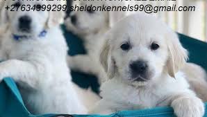 Come and see for yourself where our puppies are raised. Golden Retriever Puppies Dogs For Sale 27634399299 Mazadoka Classifieds