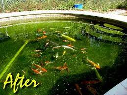 If you already have a space in the ground dug out, then why not utilize it? Converting A Swimming Pool Into A Koi Pond Dr Erik Johnson Veterinarian
