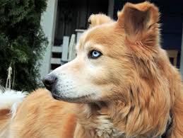 Husky vs golden retriever temperament and personality. Golden Retriever Husky Mix Meet The Beloved Goberian My Dog S Name