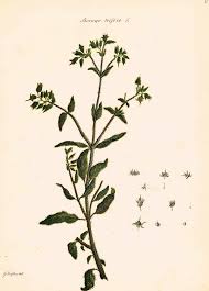 Image result for Trichodesma